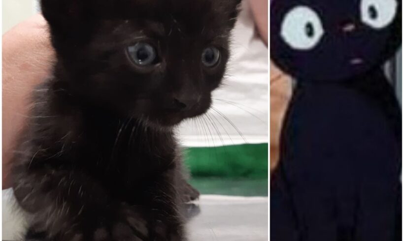Jiji