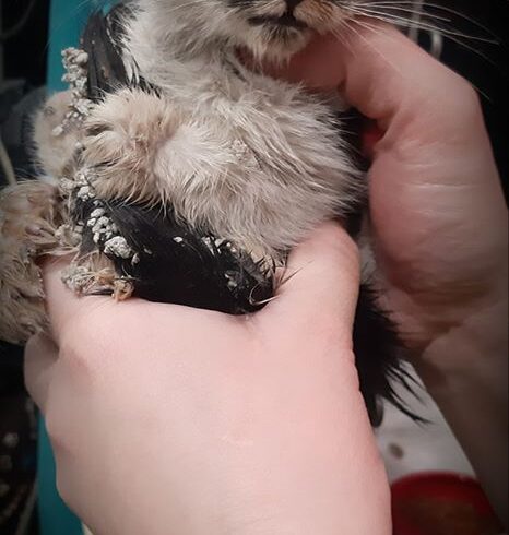 Mickey