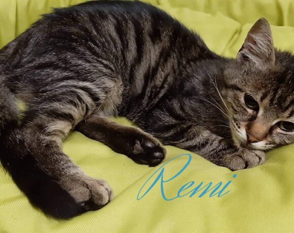 Remi – gazdis