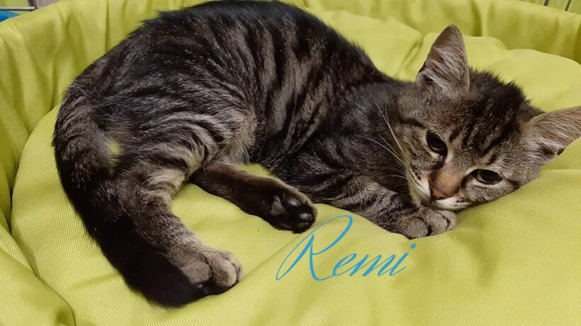 Remi – gazdis