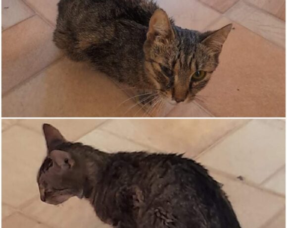 Vecsési heredaganatos kisfiú cica