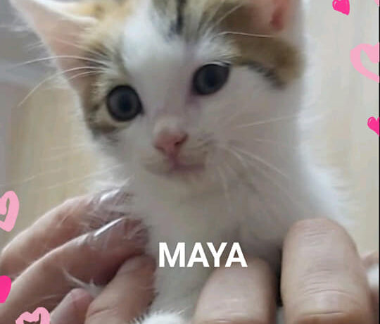 Maya – gazdis