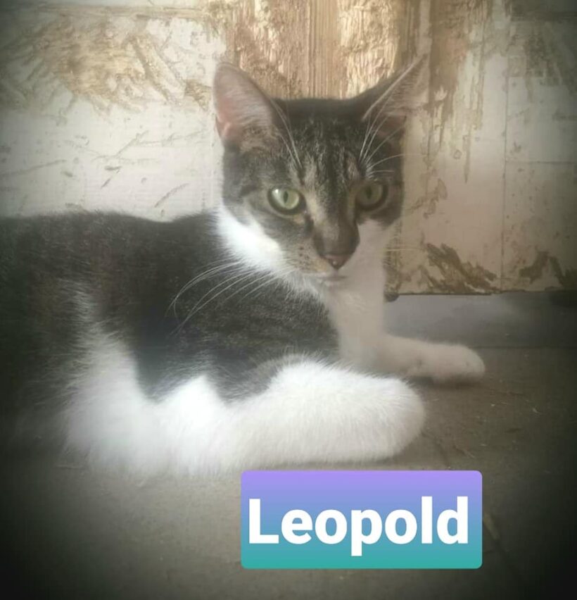 Zserbó (Leopold)