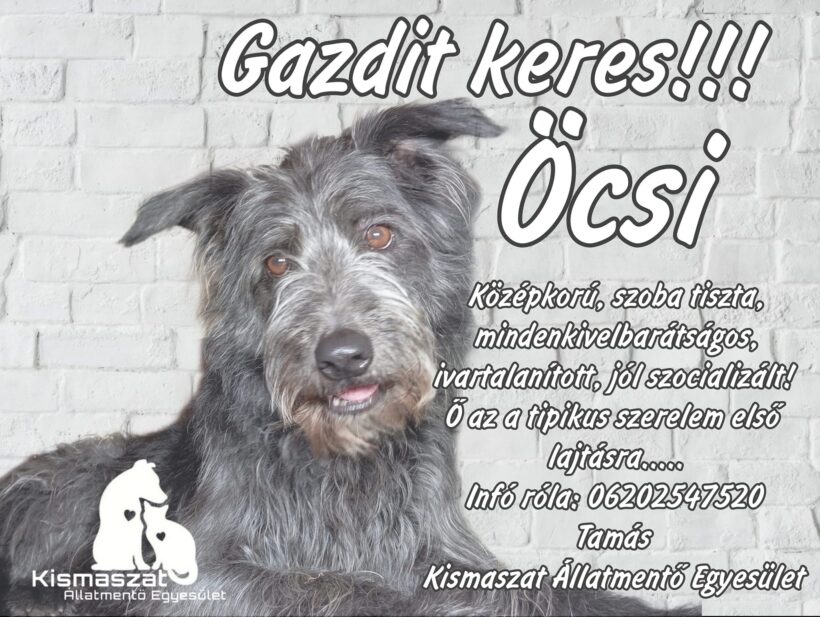 Öcsi – gazdis