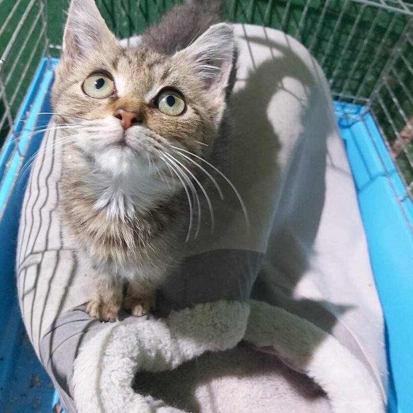 Dömötör – gazdis