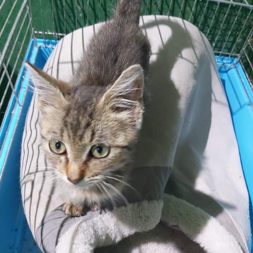 Dömötör – gazdis