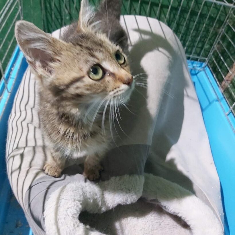 Dömötör – gazdis