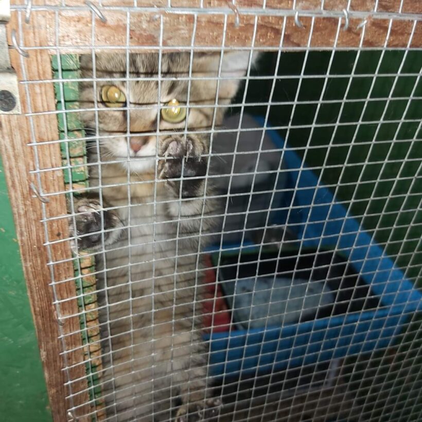 Dömötör – gazdis