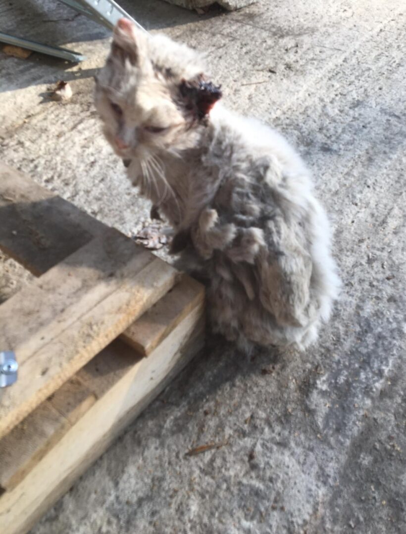 Névtelen nagyon beteg cica