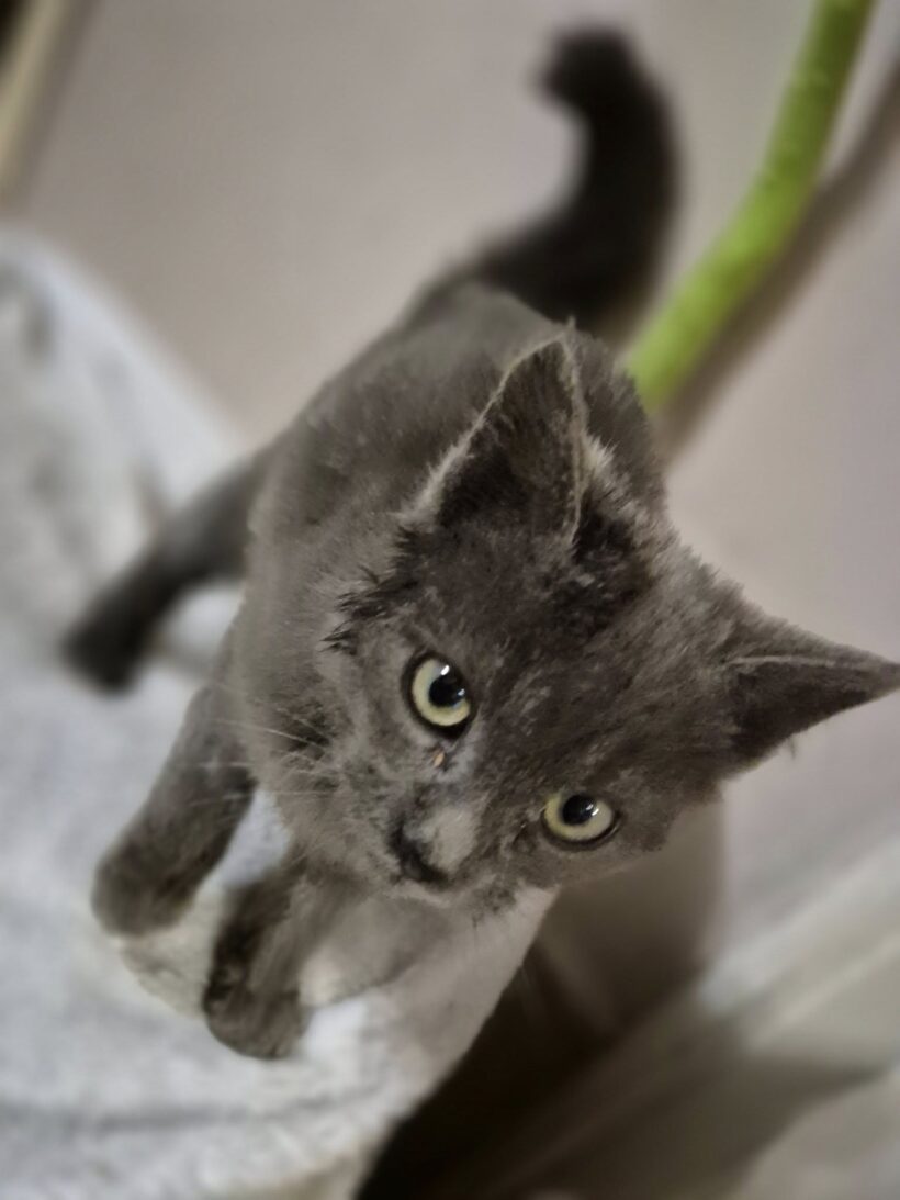 Albert – gazdis Albert – gazdis