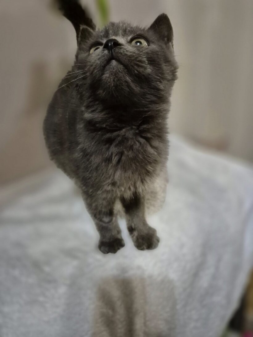 Albert – gazdis Albert – gazdis