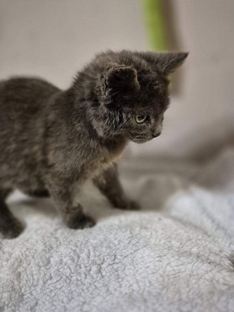 Albert – gazdis Albert – gazdis