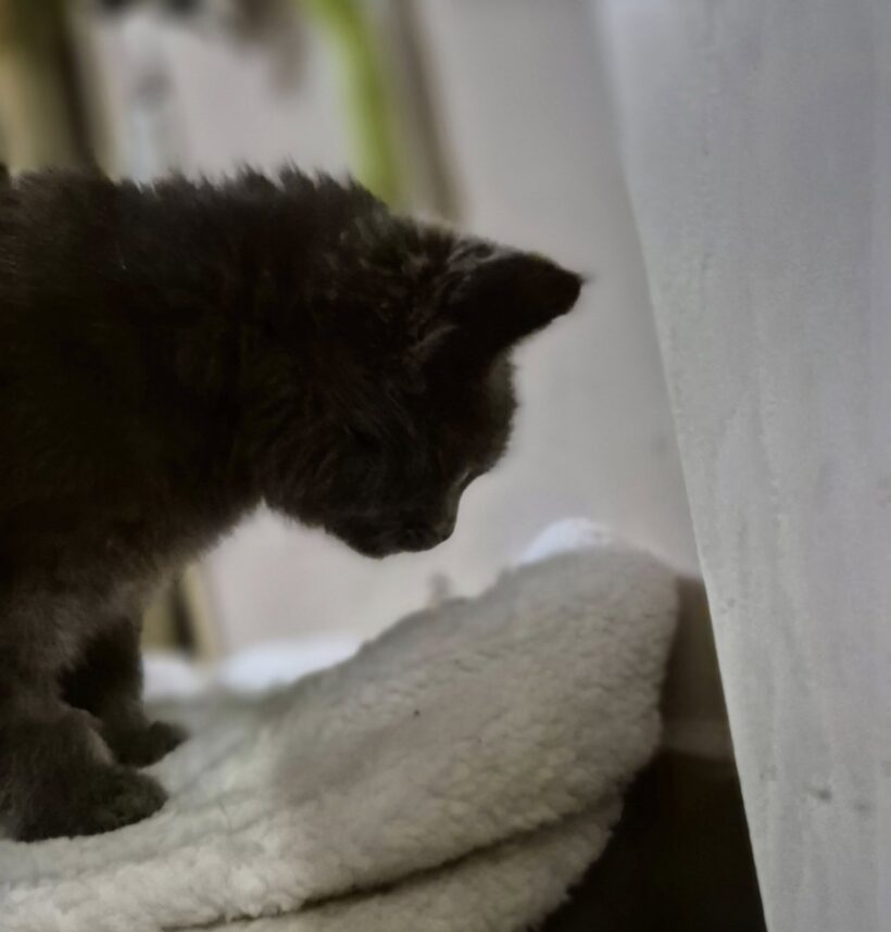 Albert – gazdis Albert – gazdis