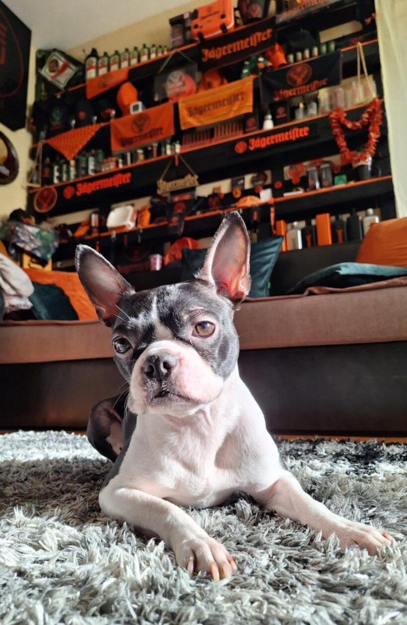 Chloe – gazdis