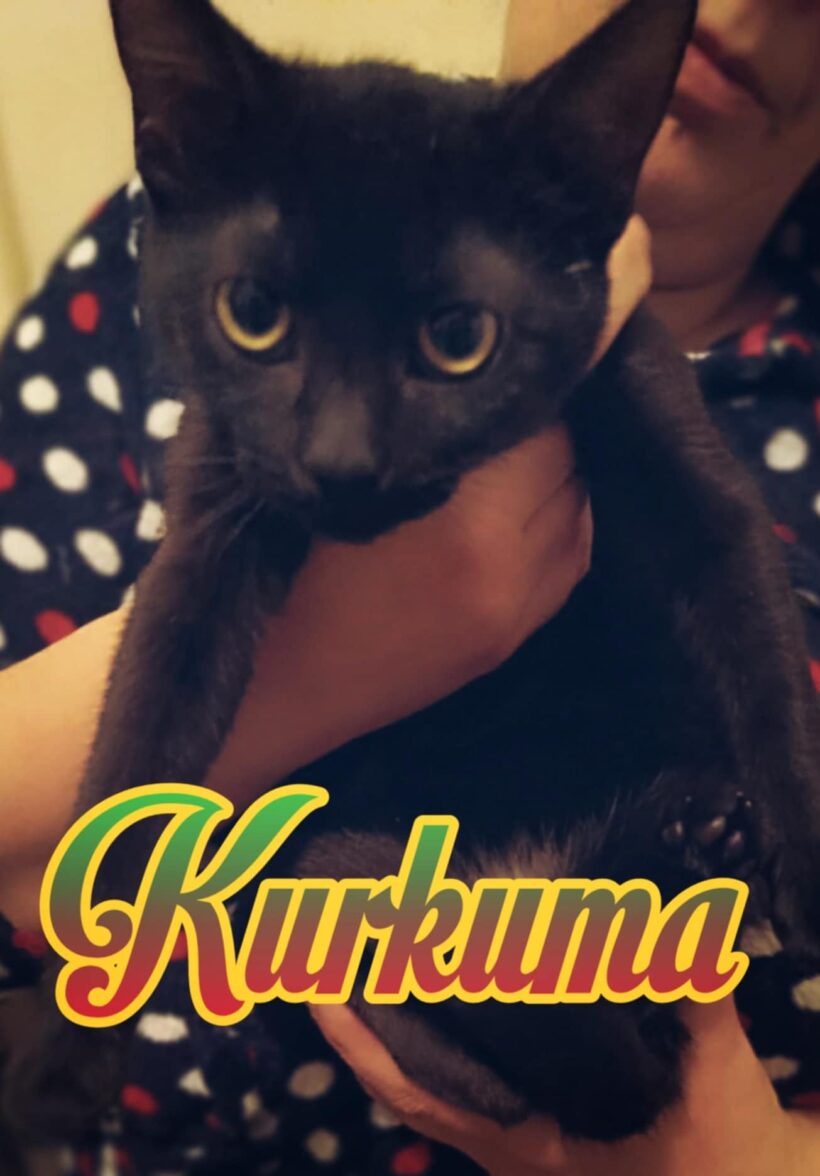 Kurkuma – gazdis