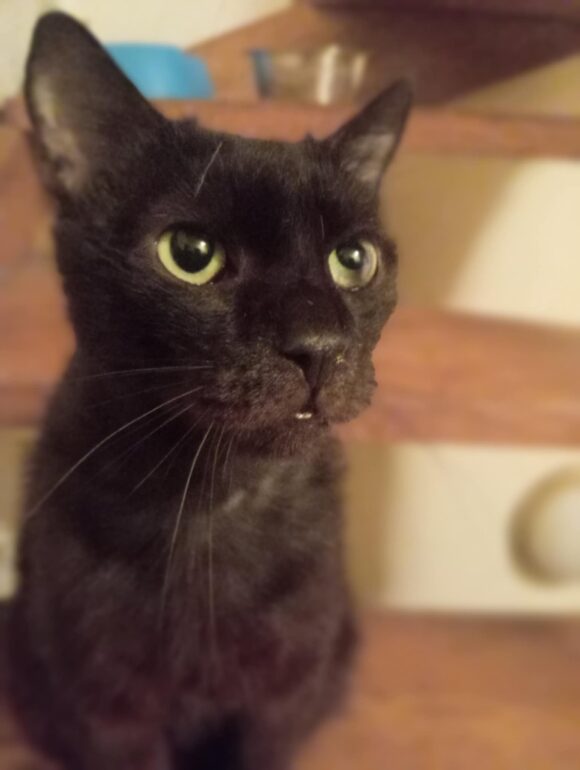 Gyömrői Bob