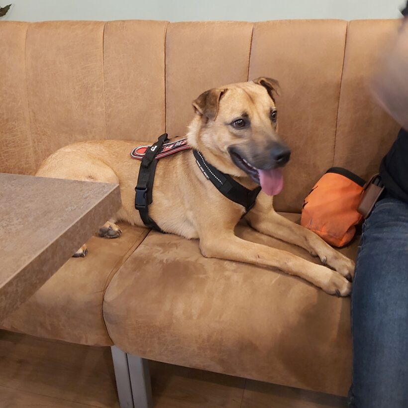 Füli – gazdis Füli – gazdis