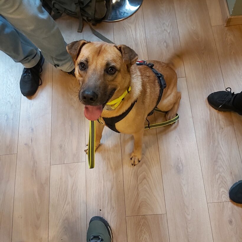 Füli – gazdis Füli – gazdis