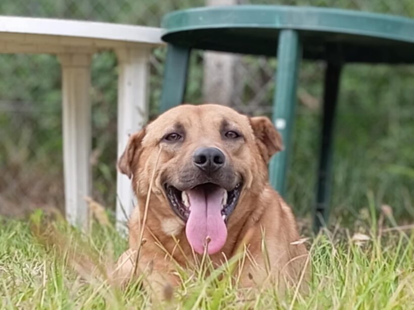 Füli – gazdis Füli – gazdis