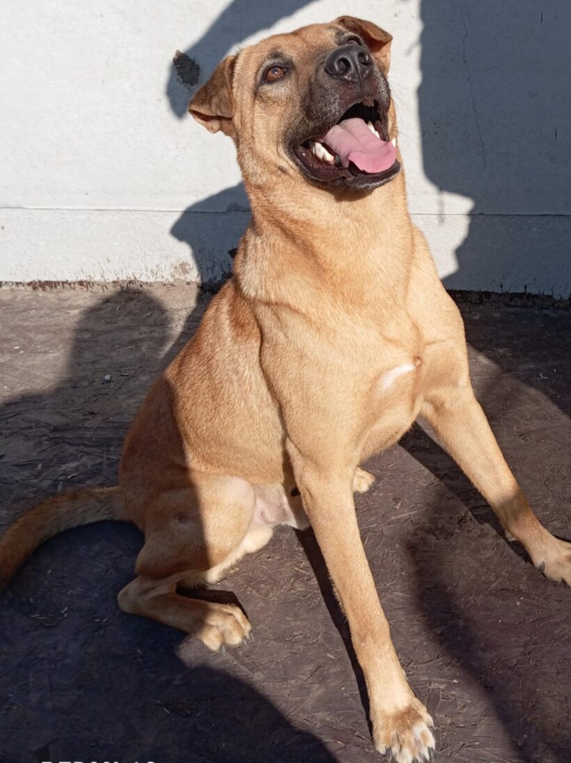 Füli – gazdis Füli – gazdis