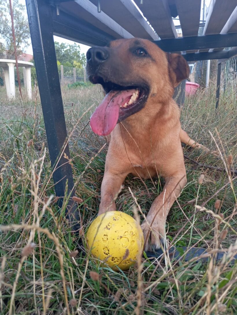 Füli – gazdis Füli – gazdis