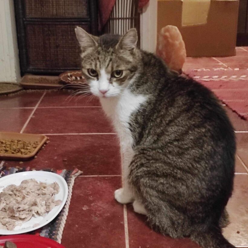 Maffia papó – gazdis Maffia papó – gazdis