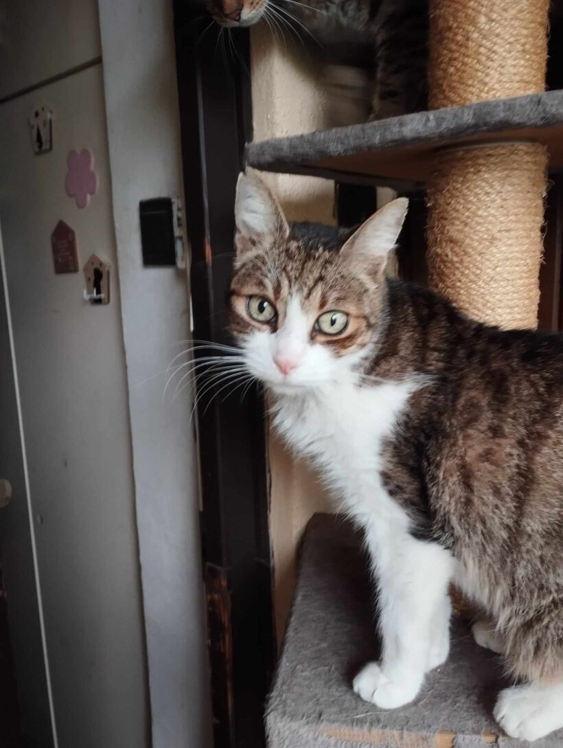 Maffia papó – gazdis Maffia papó – gazdis