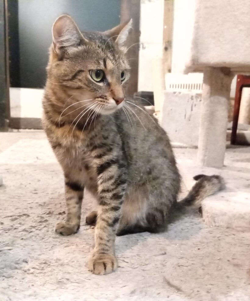 Ropi